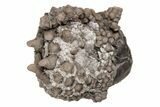 Fossil Crinoid (Gilbertsocrinus) and Gastropod (Platyceras) - Indiana #216142-2